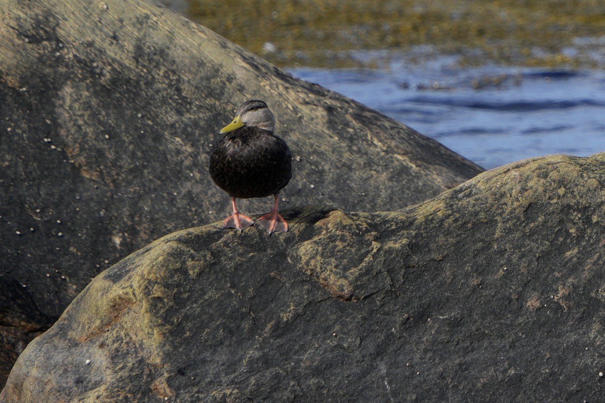 American Black Duck - ML642037523