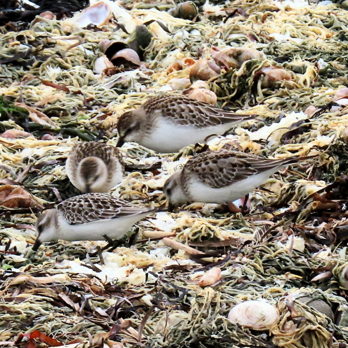 Semipalmated Sandpiper - ML642037526