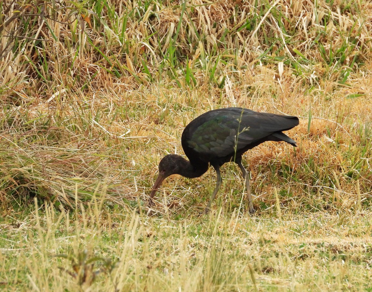 Puna Ibis - ML642037531