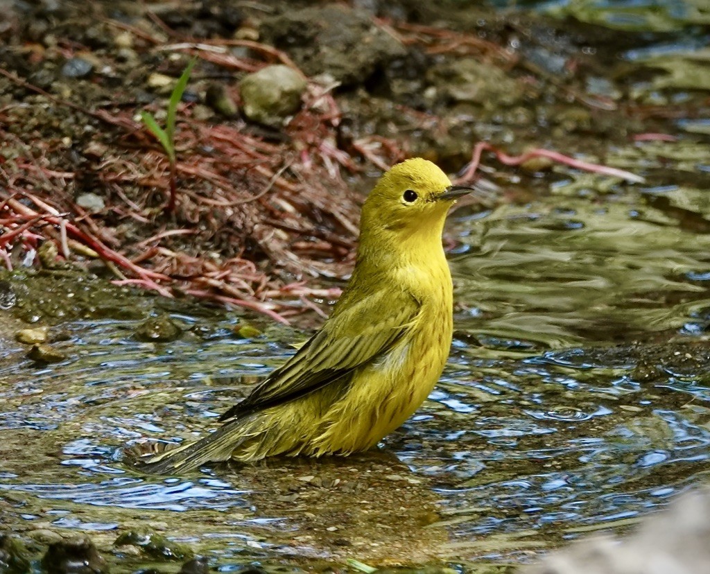 Yellow Warbler (Northern) - ML642037535