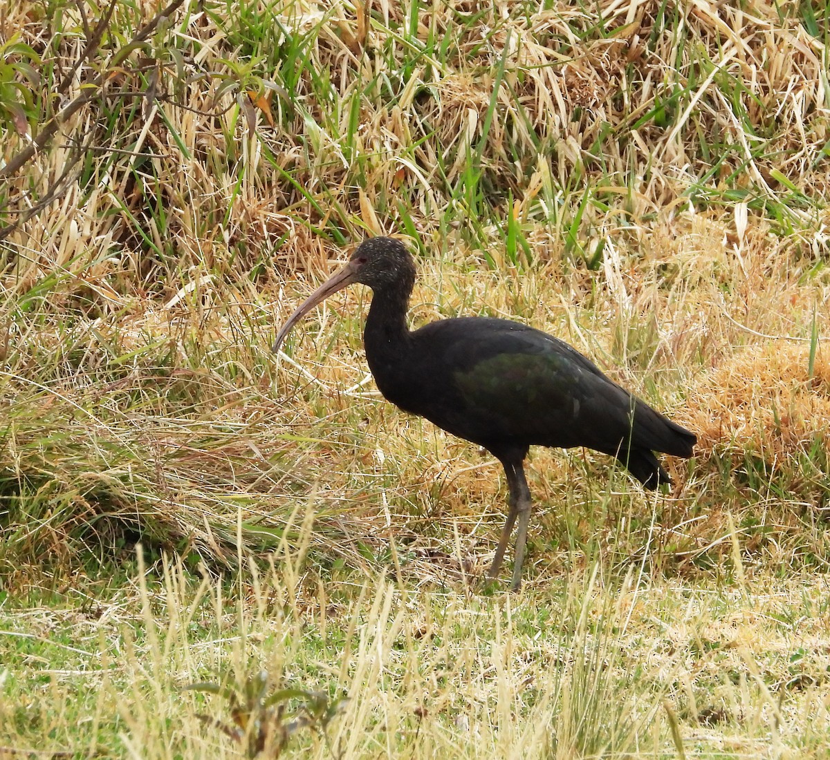 Puna Ibis - ML642037540