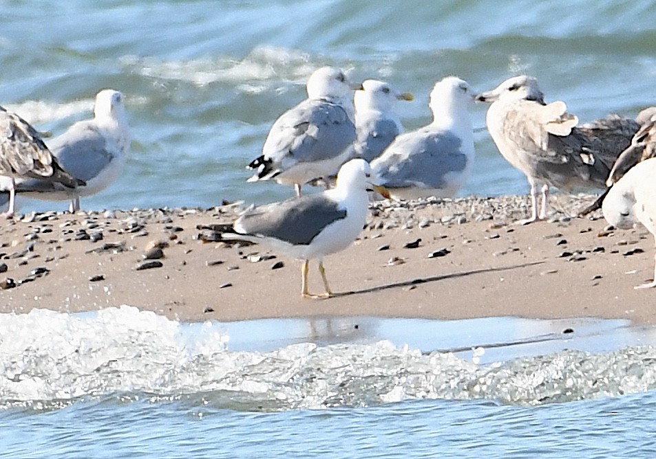 Lesser Black-backed Gull - ML642037542