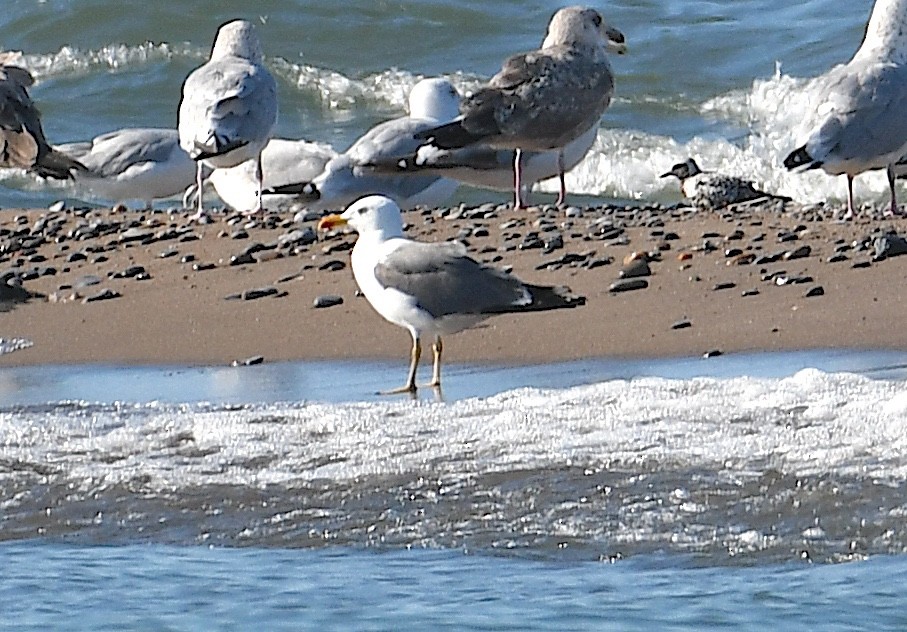 Lesser Black-backed Gull - ML642037543