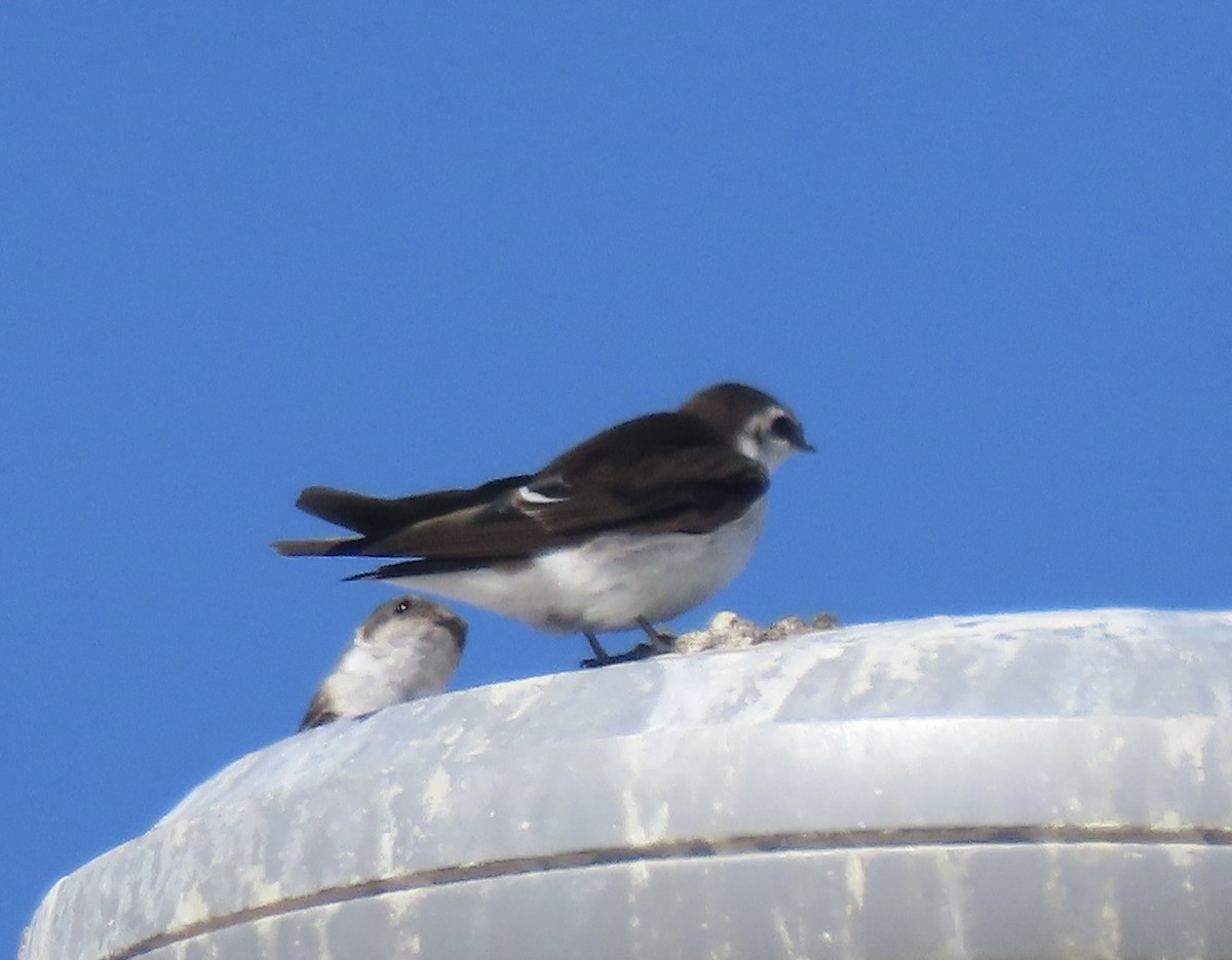 Hirondelle à face blanche - ML642037546