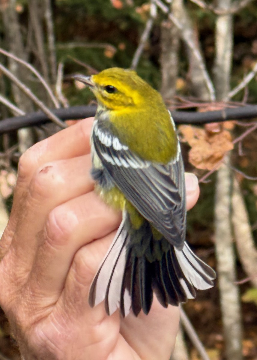 Black-throated Green Warbler - ML642037548