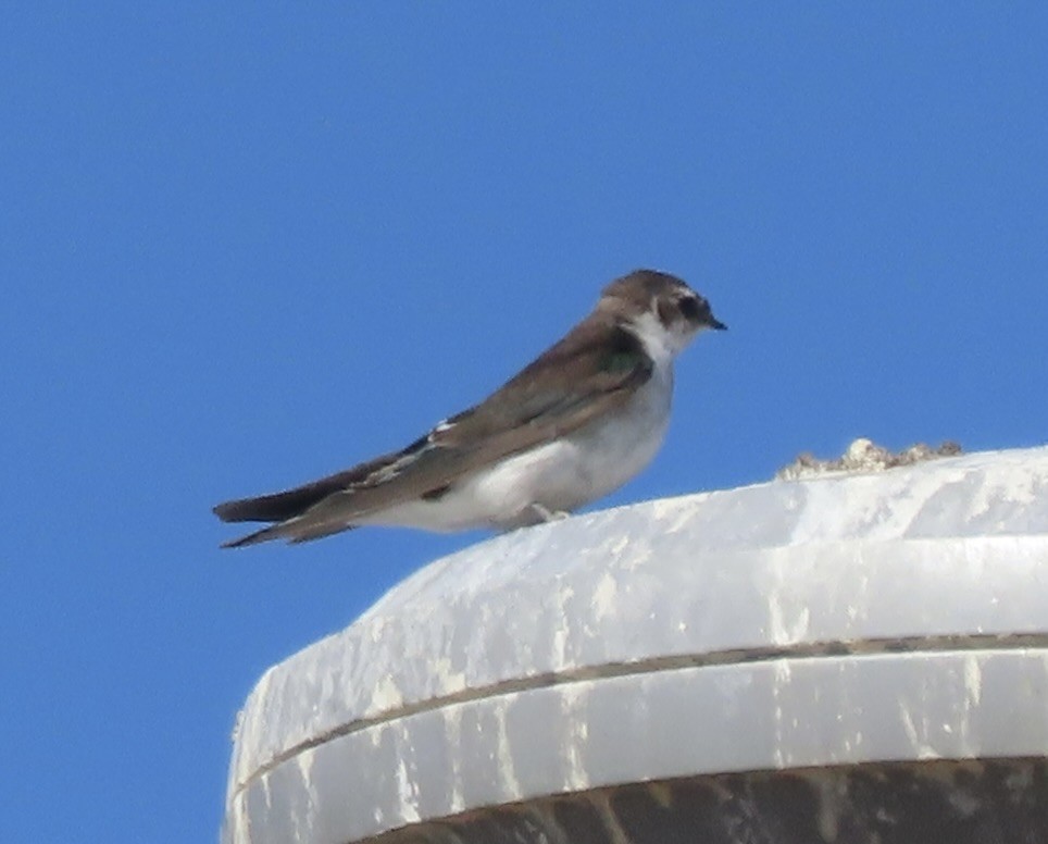 Hirondelle à face blanche - ML642037549