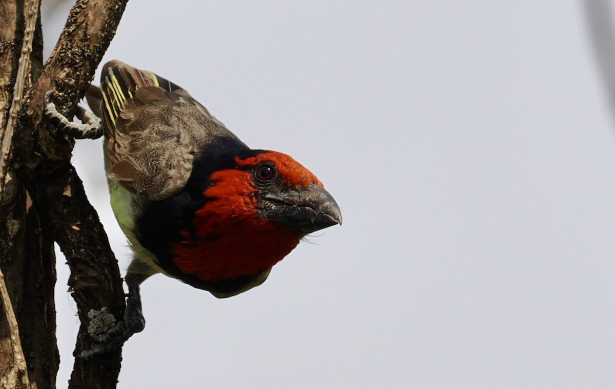 Black-collared Barbet - ML642037550