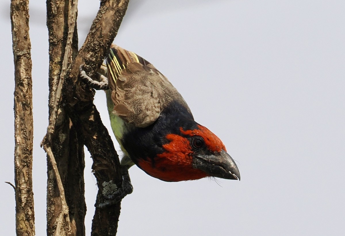 Black-collared Barbet - ML642037551