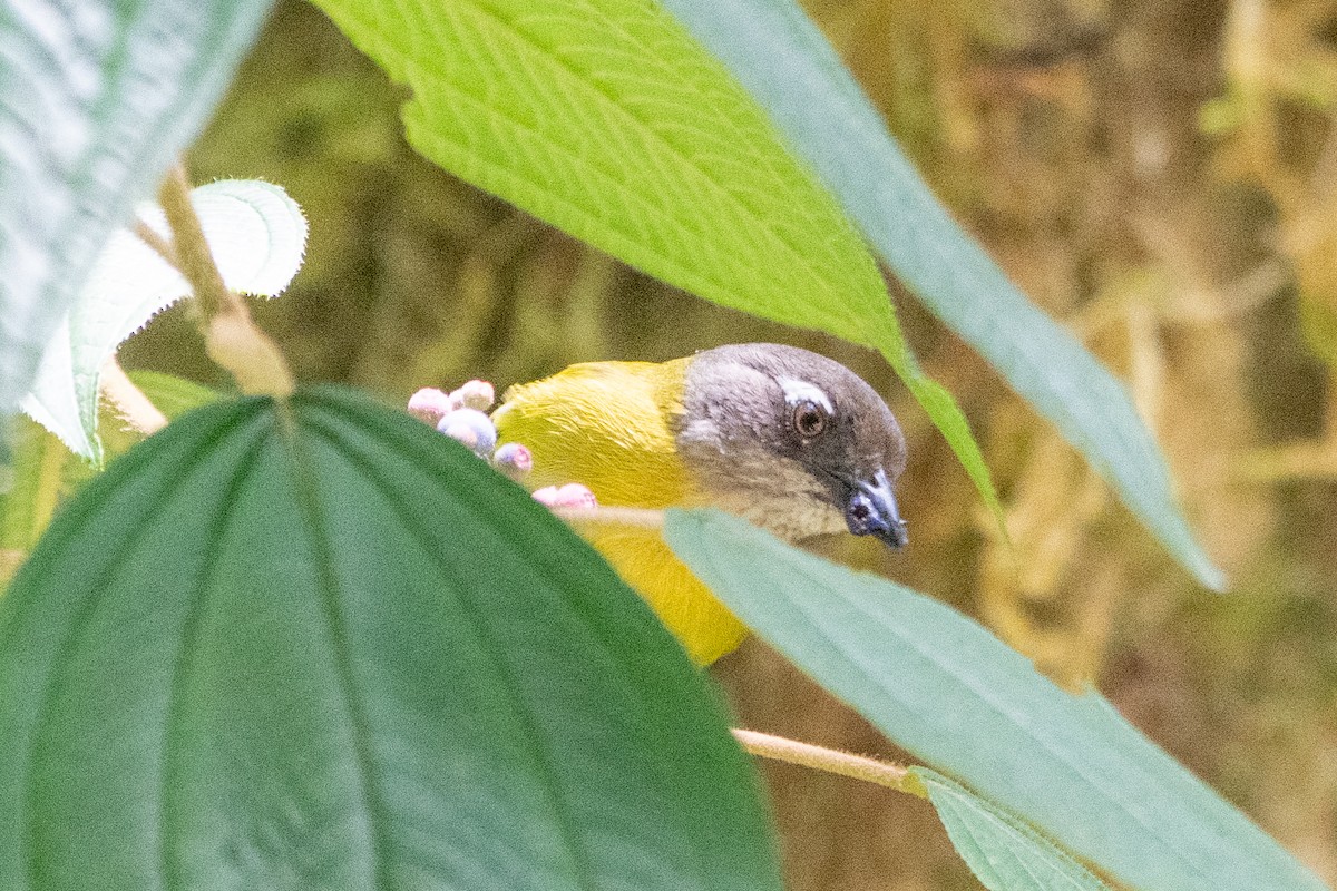 Common Chlorospingus - ML642037554