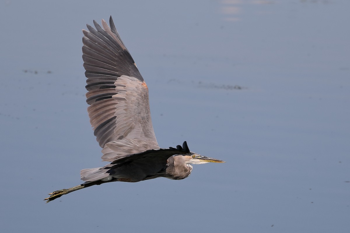 Great Blue Heron - ML642037559