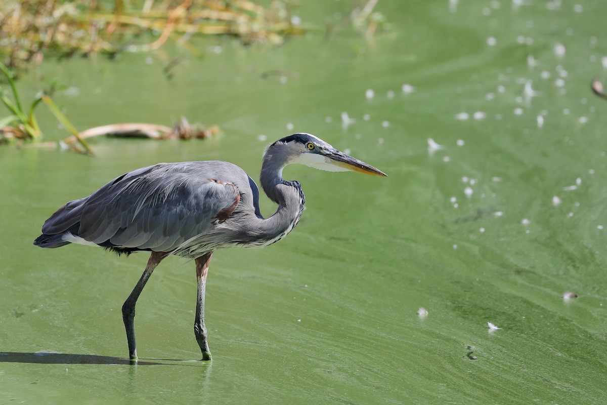 Great Blue Heron - ML642037560