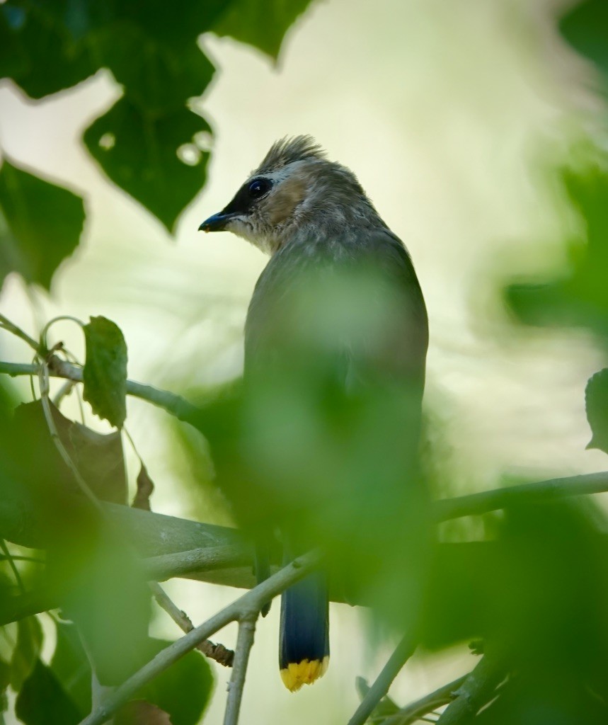 einersidensvans - ML642037578