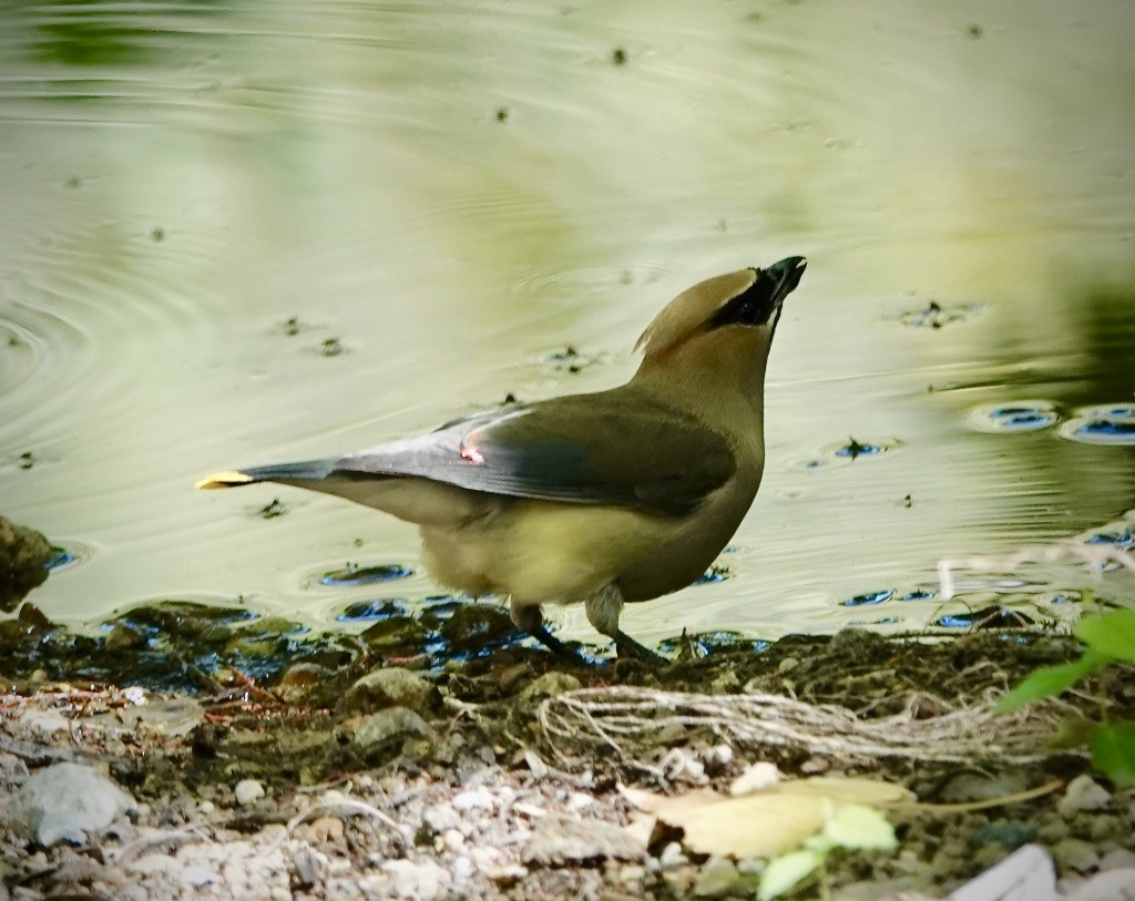 einersidensvans - ML642037585