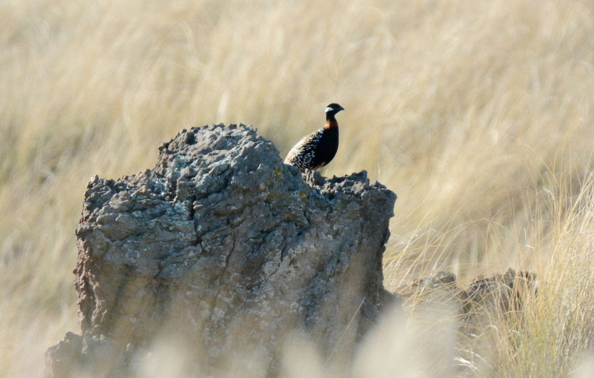 Black Francolin - ML642037591