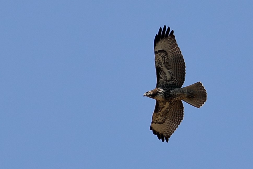 Rotschwanzbussard - ML642037592