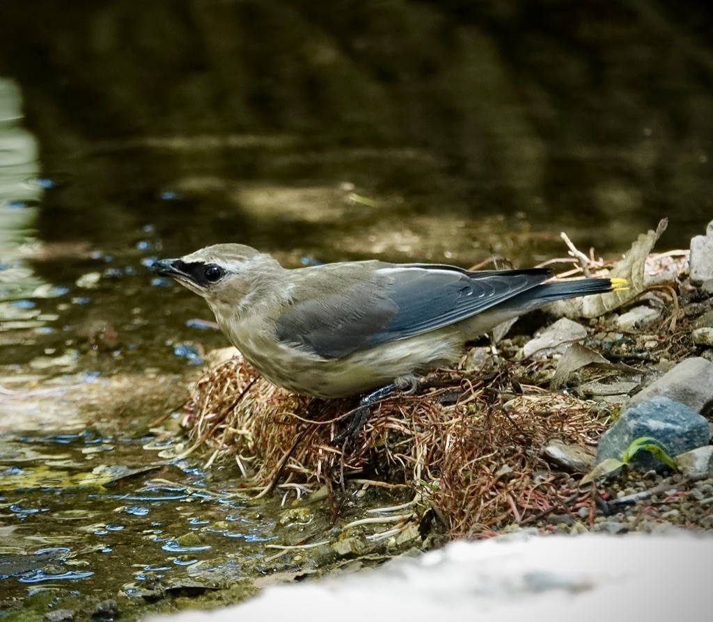 einersidensvans - ML642037601