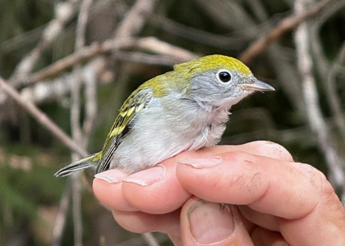 Chestnut-sided Warbler - ML642037604