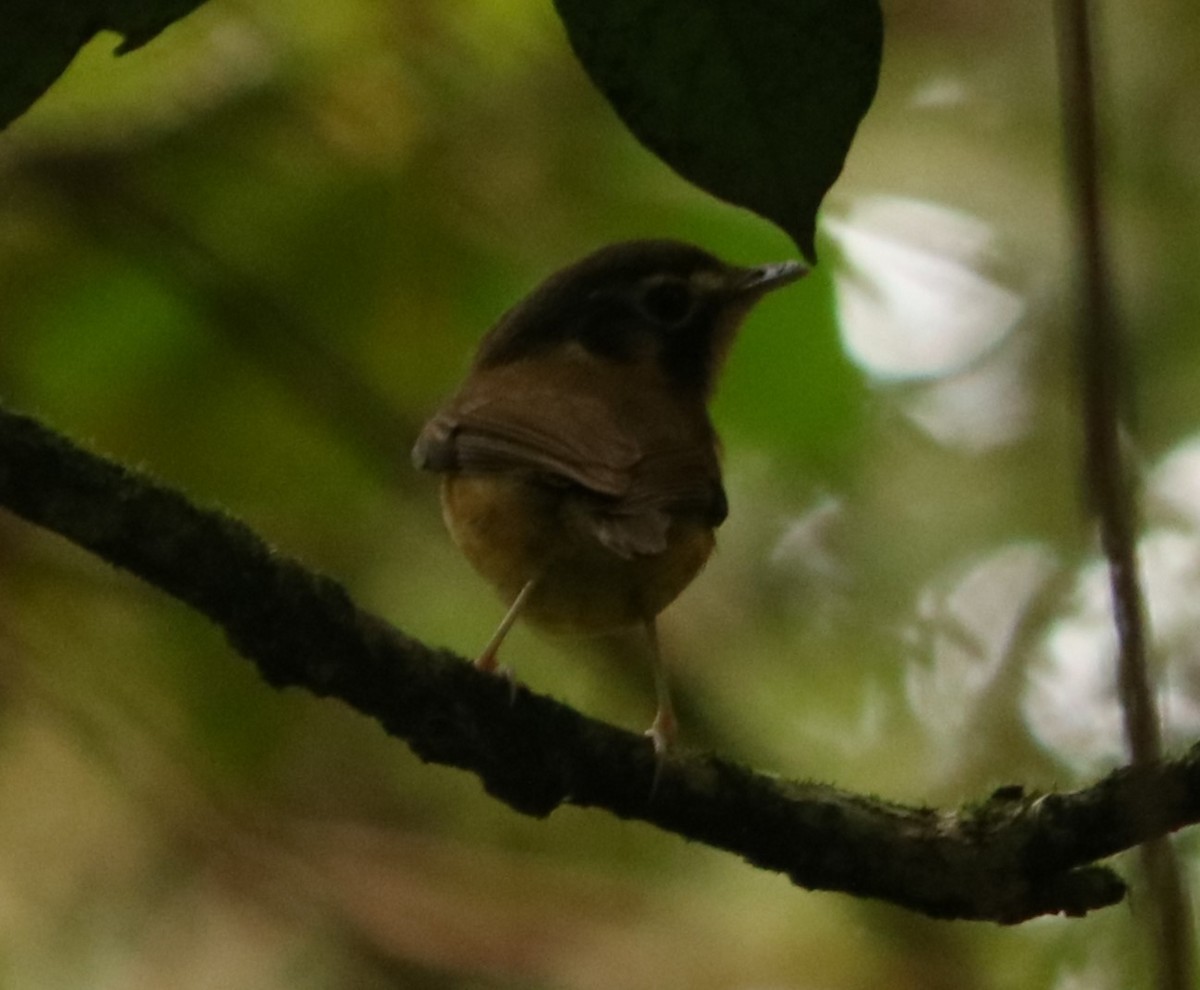 White-throated Spadebill - ML642037605