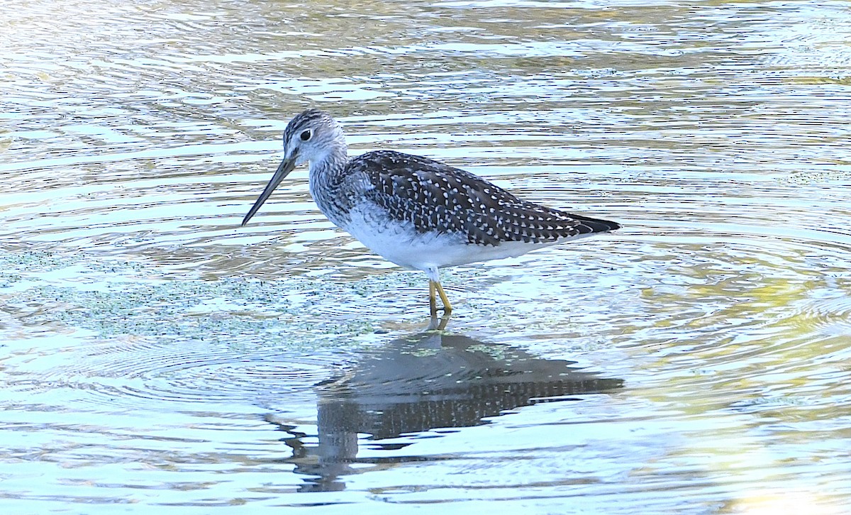 Greater Yellowlegs - ML642037611