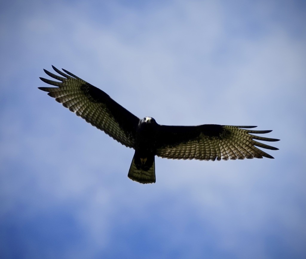 Zone-tailed Hawk - ML642037619