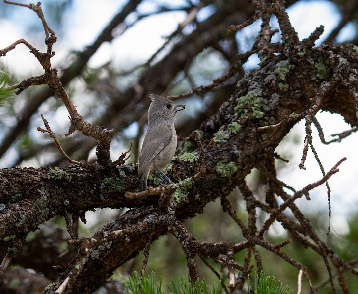 Juniper Titmouse - ML642037620