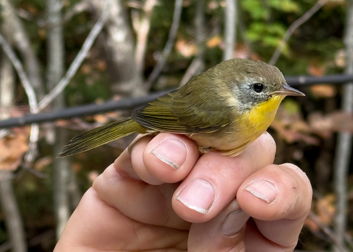 Common Yellowthroat - ML642037626