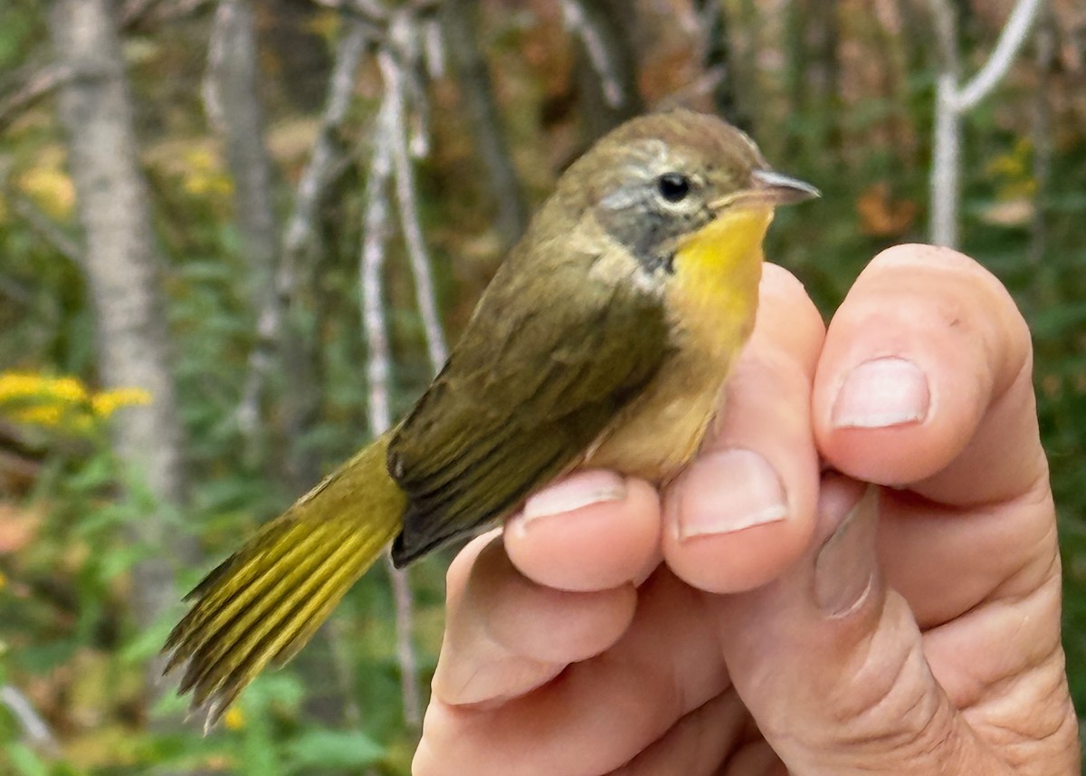 Common Yellowthroat - ML642037627