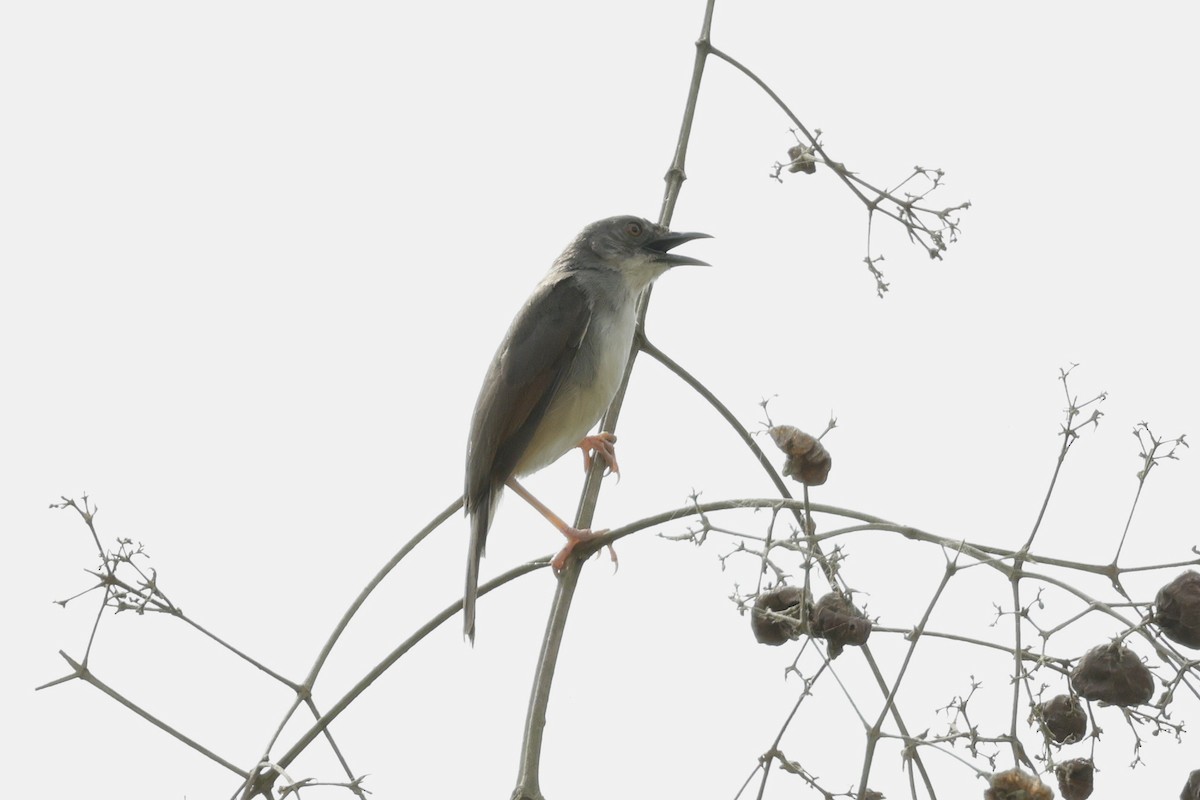 Whistling Cisticola - ML642037631