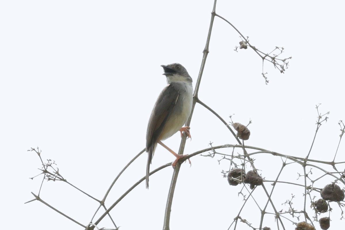Whistling Cisticola - ML642037632