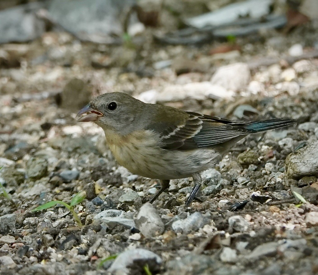 Lazuli Bunting - ML642037638