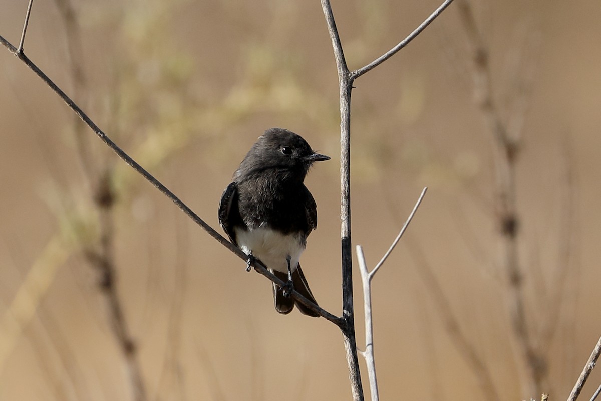 Black Phoebe - ML642037639