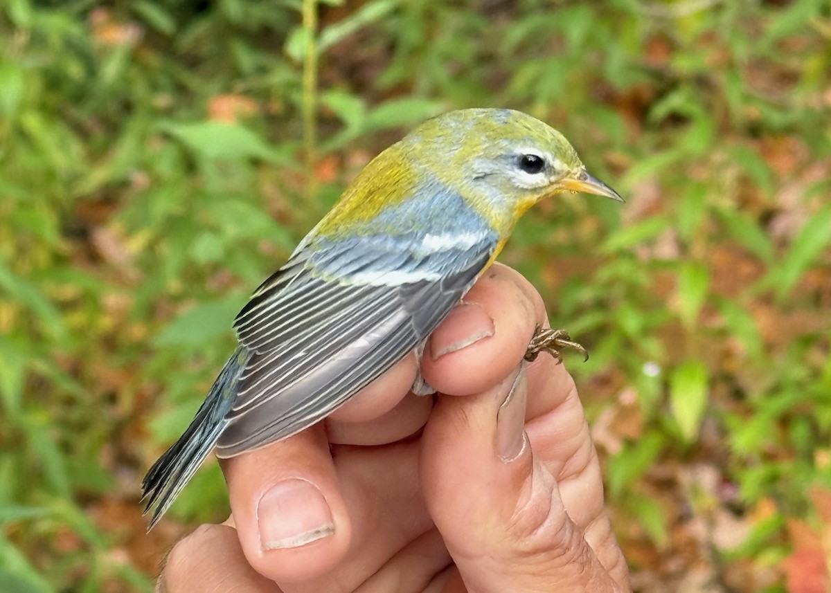 Northern Parula - ML642037640