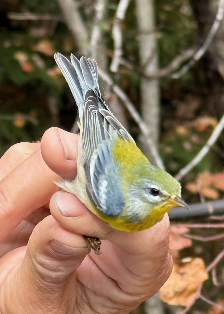 Northern Parula - ML642037641