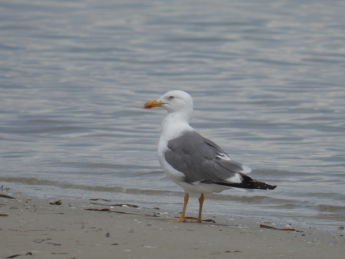 Lesser Black-backed Gull - ML642037647