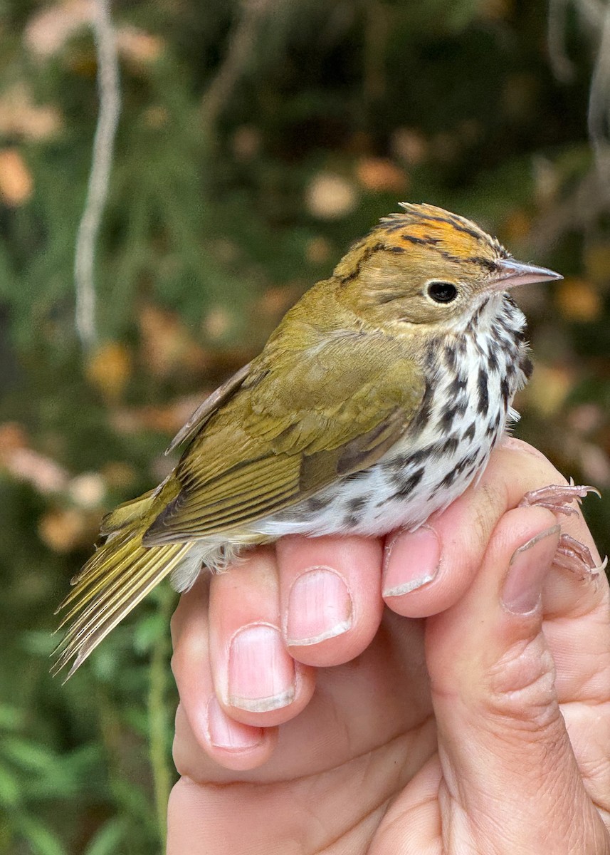Ovenbird - ML642037655