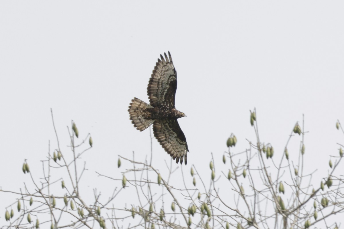 Осоїд євразійський - ML642037659