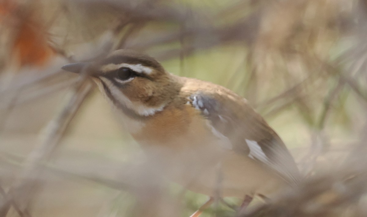 Bearded Scrub-Robin - ML642037661