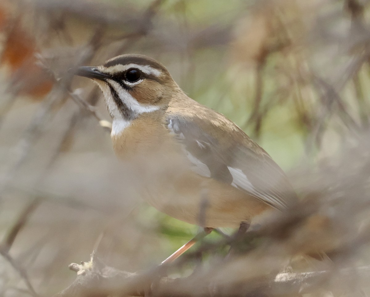 Bearded Scrub-Robin - ML642037662