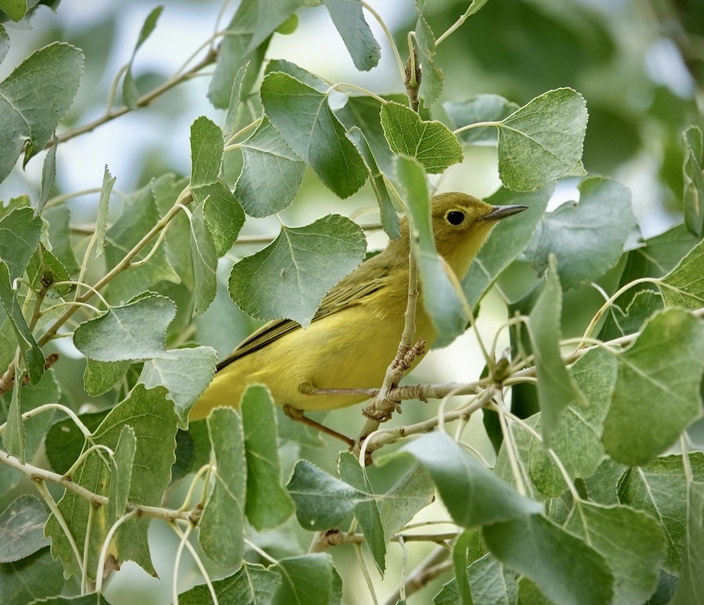 Yellow Warbler (Northern) - ML642037669