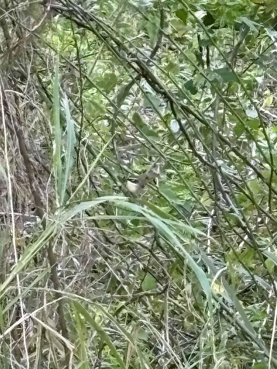 White-browed Scrubwren - ML642037673