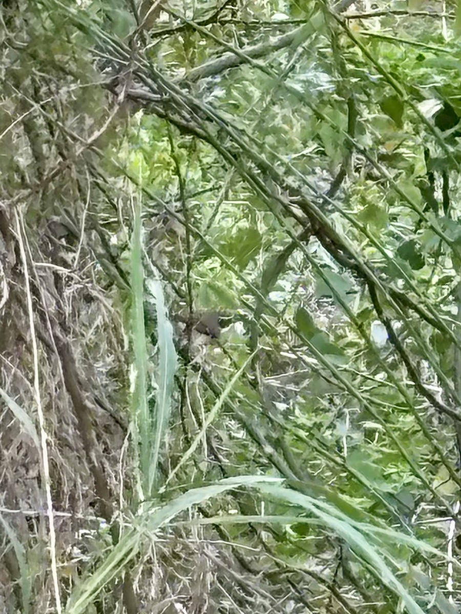 White-browed Scrubwren - ML642037674