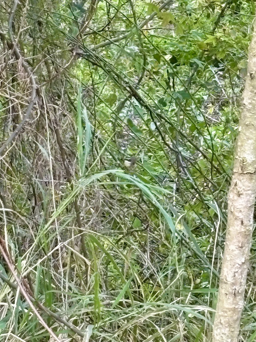 White-browed Scrubwren - ML642037675