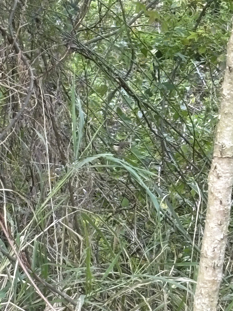 White-browed Scrubwren - ML642037676