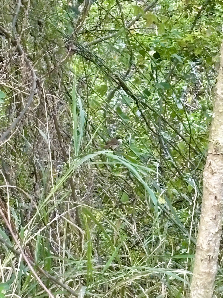 White-browed Scrubwren - ML642037677