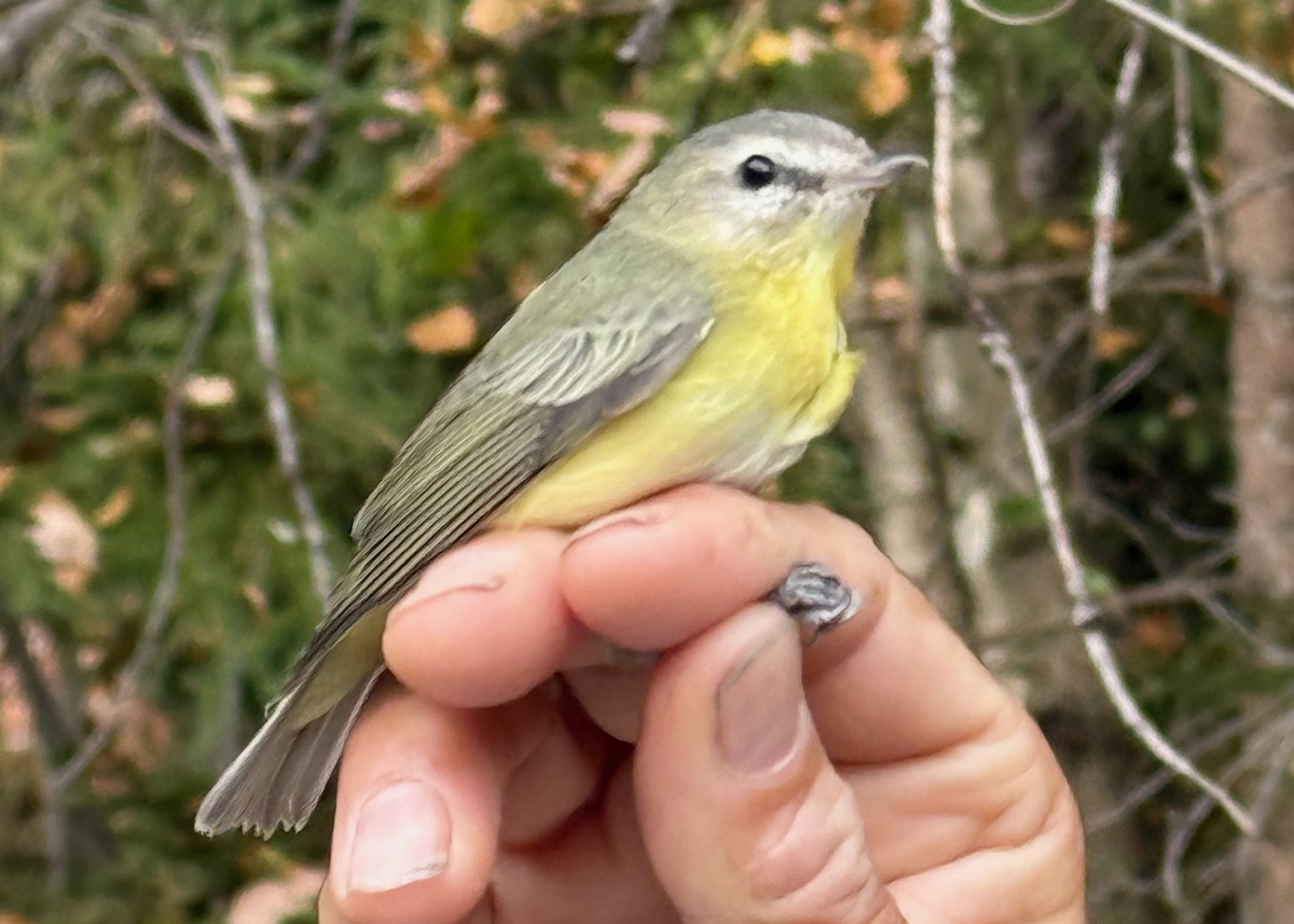 Philadelphia Vireo - ML642037678