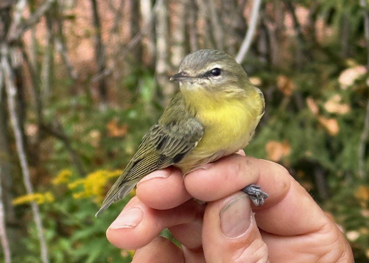 Philadelphia Vireo - ML642037679