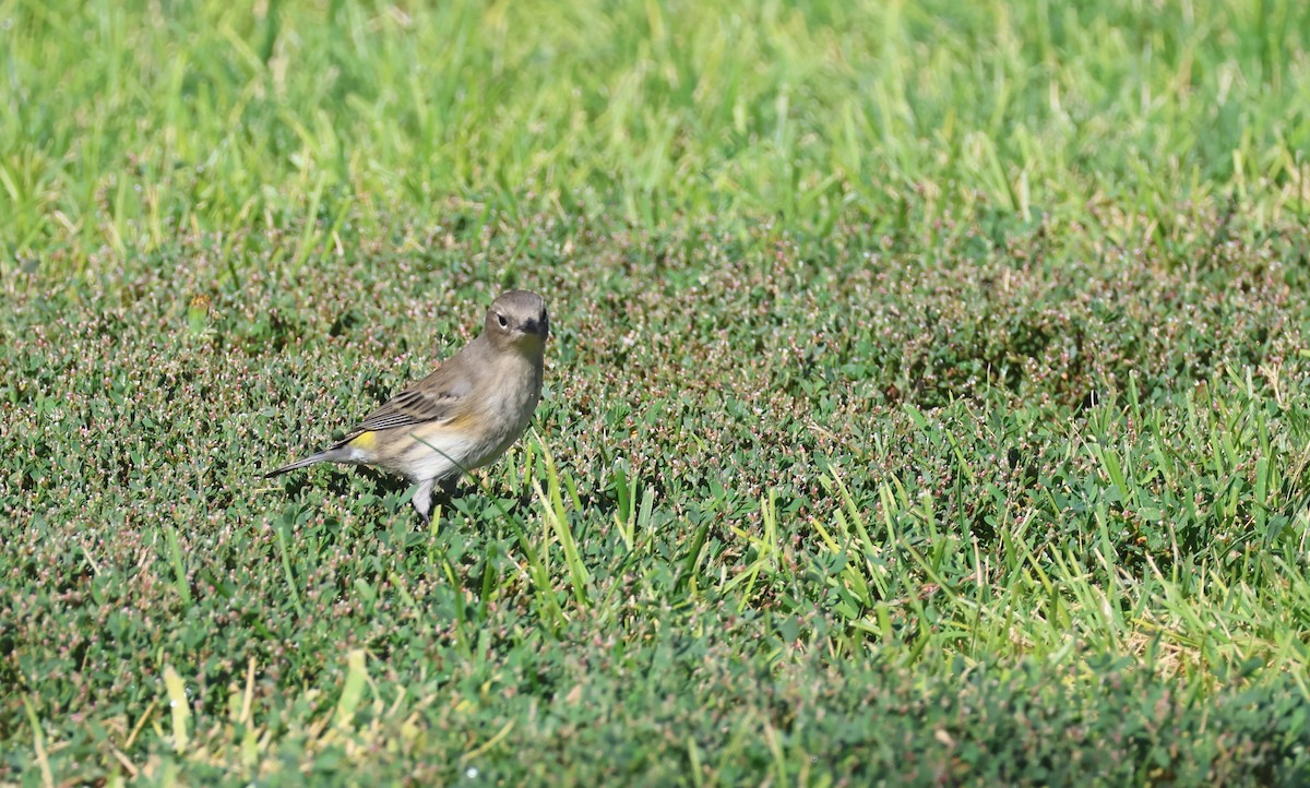Yellow-rumped Warbler - ML642037691