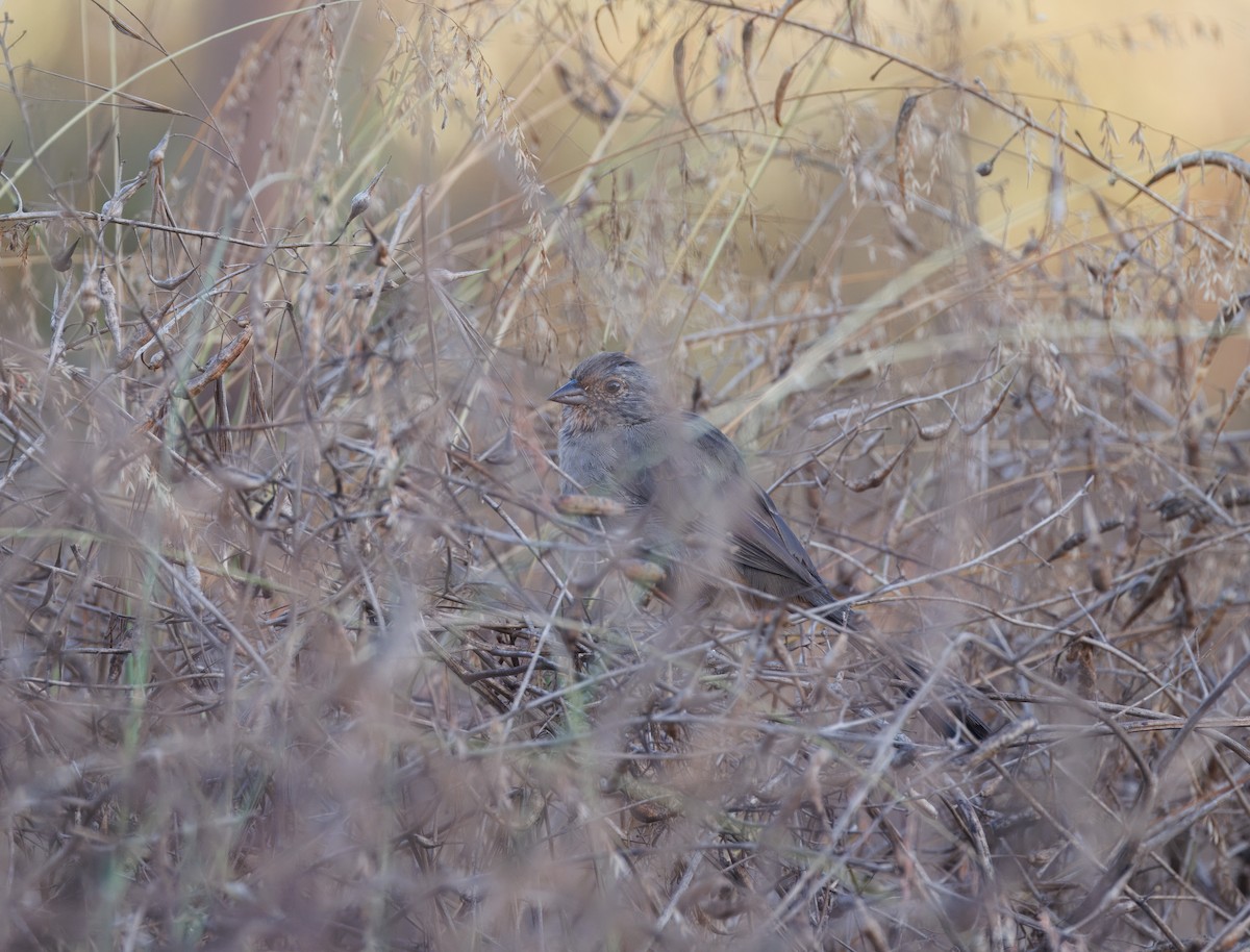 California Towhee - ML642037694