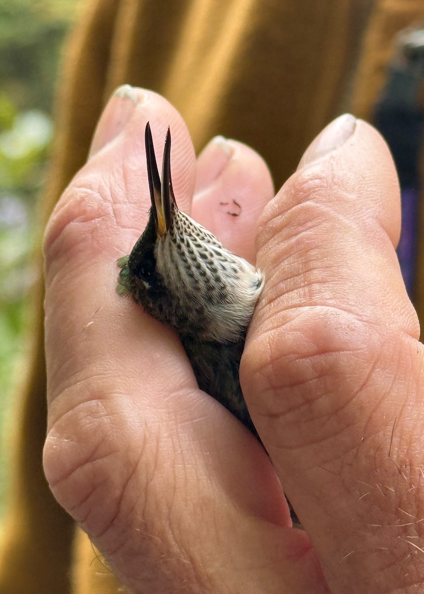 Ruby-throated Hummingbird - ML642037705