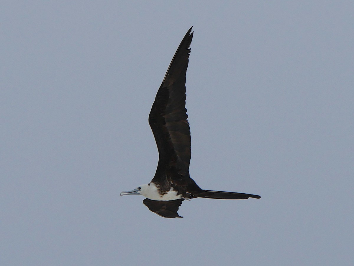 Magnificent Frigatebird - ML642037707